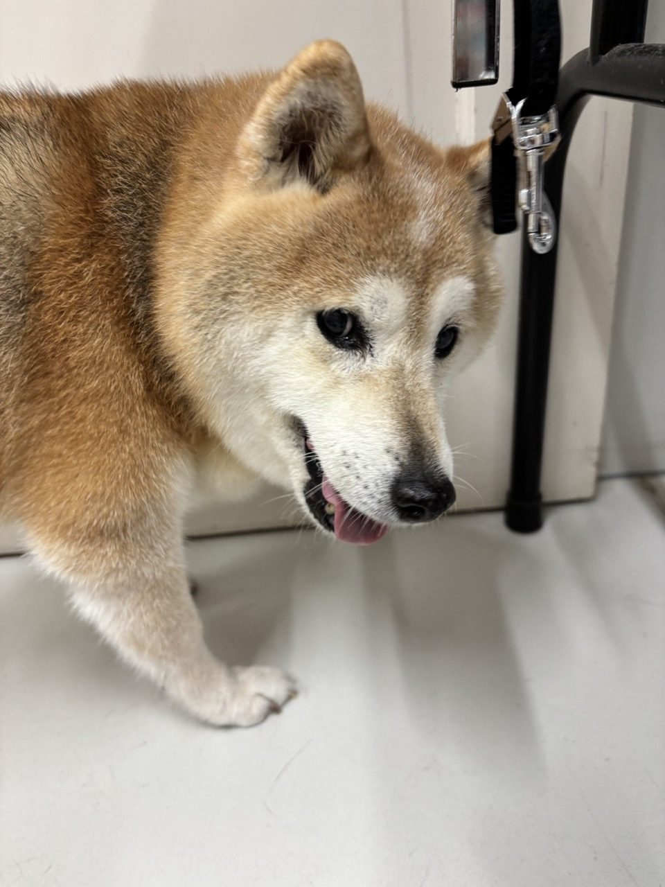 くつろぐ柴犬