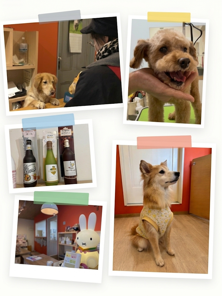 サロンでの日々（カウンターでの会話・トリミング中の笑顔・グッズ・本棚・くつろぐ愛犬）